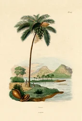 Palma de Coco